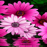 Pink White Flowers LWP icon
