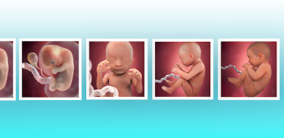 Pregnancy App Baby Tracker Apps On Google Play