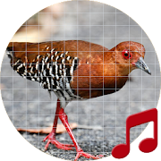 Top 30 Lifestyle Apps Like Red-legged Crake bird Sounds ~ Sboard.pro - Best Alternatives