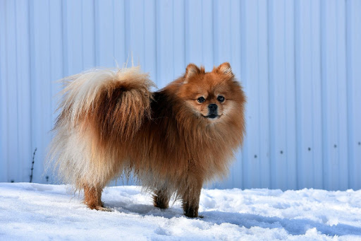 Pomeranian wallpapers