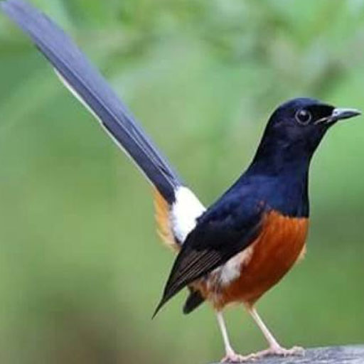 Cara Budidaya muray Batu