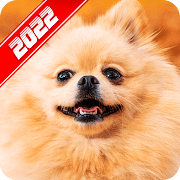 Top 14 Entertainment Apps Like Pomeranian Wallpaper - Best Alternatives