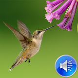Hummingbird Sounds Ringtones icon