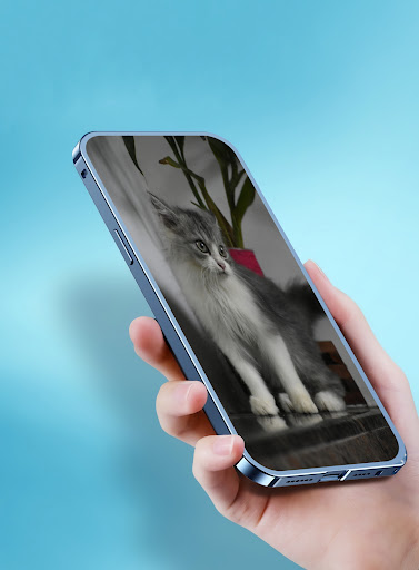 Cute cats wallpaper Screen 2