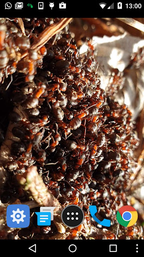 moving ants wallpaper Screen 2