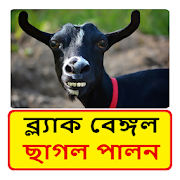 ছাগল পালন (ব্ল্যাক বেঙ্গল) ~ Goat Farming