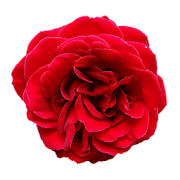 Hermosas Rosas Rojas
