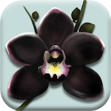The Black Orchid - Orchids Nursery Idle Game icon