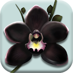 The Black Orchid - Orchids Nursery Idle Game Apk