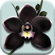 The Black Orchid - Orchids Nursery Idle Game Download on Windows