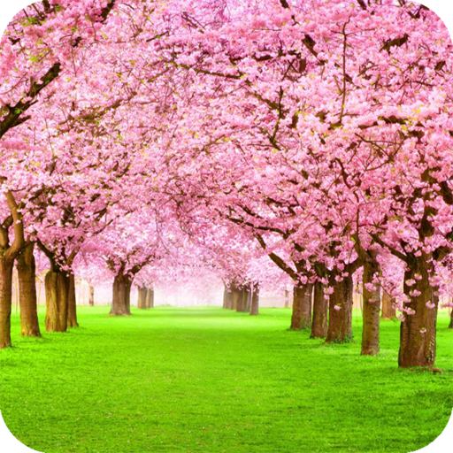 Blooming Tree Wallpaper 1.018 Icon