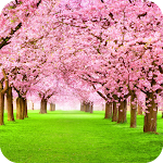 Cover Image of Tải xuống Blooming Tree Wallpaper 1.017 APK
