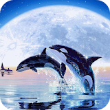 Dolphins at starry night lwp icon