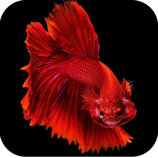 Betta Fish Wallpapers 4K 1.12 Icon