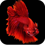 Cover Image of Download Betta Fish Wallpapers 4K  APK