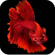 Betta Fish Wallpapers 4K  for PC Windows and Mac