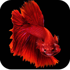 Betta Fish Wallpapers 4K - Ứng dụng trên Google Play
