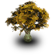 Kenya Tree Species Finder Download on Windows