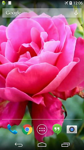 Pink Rose Video Live Wallpaper Screen 2