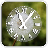 Dandelion Clock Live Wallpaper icon