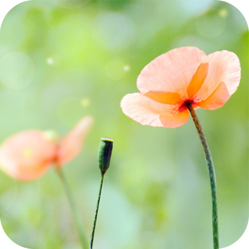 Spring Flower Live Wallpaper logo