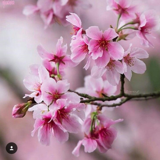 spring wallpaper 4k logo