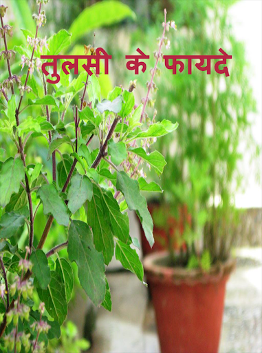 तुलसी के फायदे