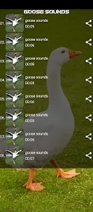 goose sounds