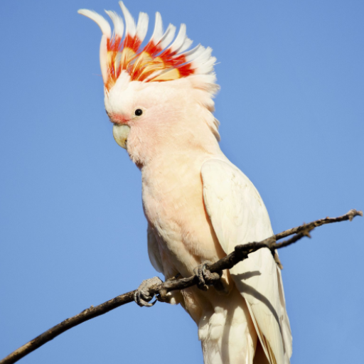 Cockatoo Bird Ringtones logo