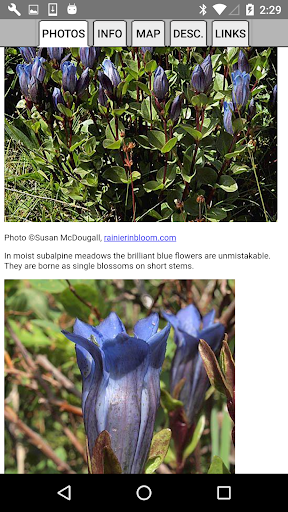 Glacier NP Wildflowers Screen 3