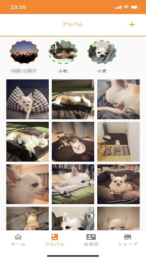 Petcone Screen 2