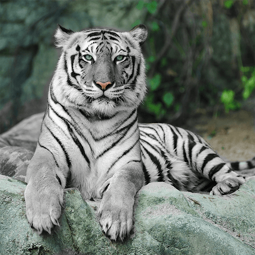 Wild Animals Puzzle Game