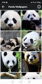 Screenshot 6 Pandas Fondos de Pantalla android