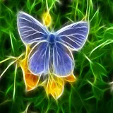lovely Butterfly 12 icon