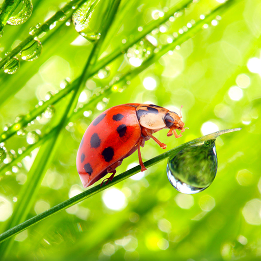 Macro Photos Live Wallpaper logo