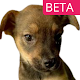 TREAT - Foster a rescue dog remotely Изтегляне на Windows