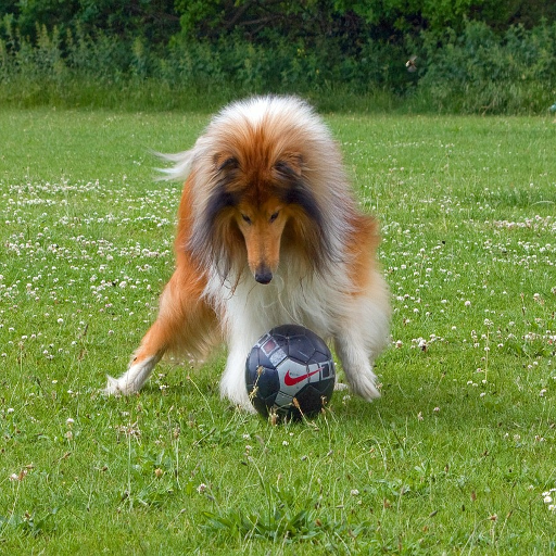 collie dog wallpaper logo