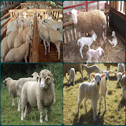 successful breeding of merino sheep