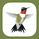 Sibley Guide to Hummingbirds Laai af op Windows