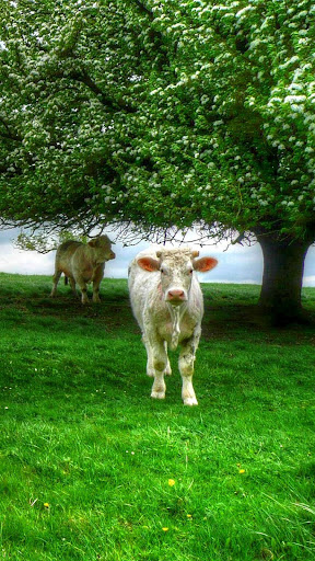Cow Wallpaper Screen 3