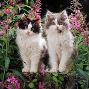 Kittens-flowers-Beauty