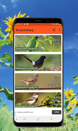 Kicau Burung Kutilang Offline
