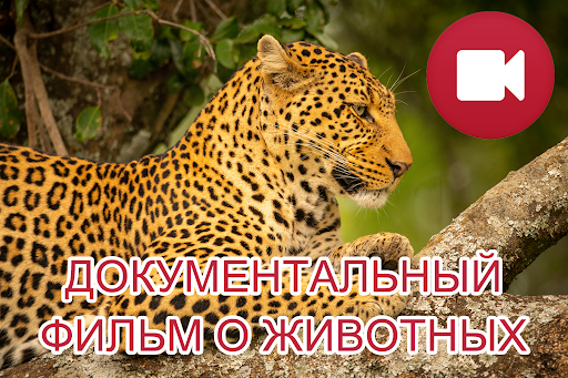 Предварительный просмотр приложения
