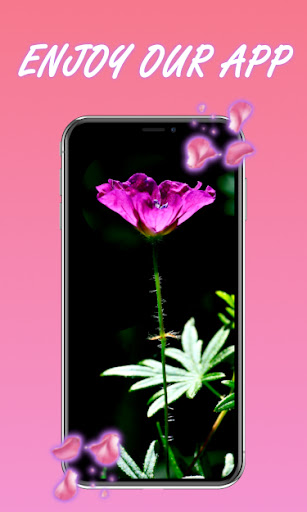 Red Rose - Rose Wallpaper HD