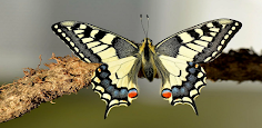 swallowtail butterfly - Screenshot 3