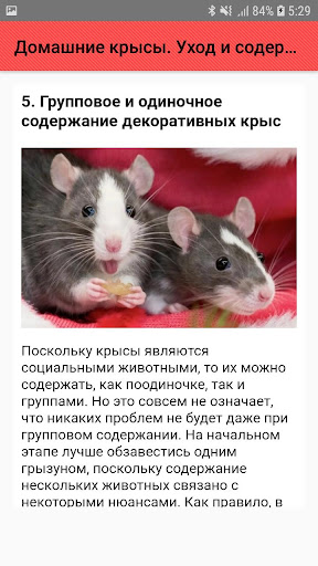 Домашние крысы. Уход и содержа