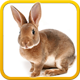 Pet Bunny Rabbit 3d Simulator icon