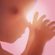 Pregnancy + | tracker app, week by week in 3D Tải xuống trên Windows