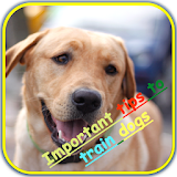 improve your dog training icon