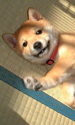 柴犬の壁紙 By Arkadiykruglov Google Play 日本 Searchman アプリマーケットデータ